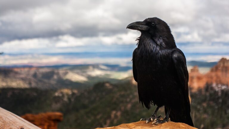 The Ugly Bird: A Fascinating Look at Nature’s Misunderstood Creatures