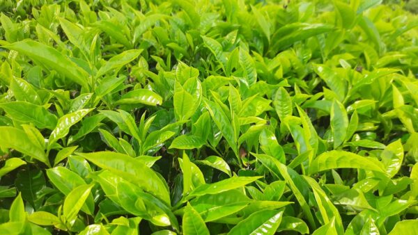 Exploring the Rich and Spicy Flavors of Chai Tea – Chai tea tastes like a warm and comforting blend of spices such as cinnamon, cardamom, ginger, and cloves, with a hint of sweetness and a creamy texture from the addition of milk.