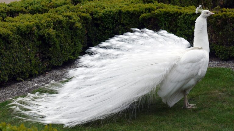 What Do Peacocks Eat: A Guide to Their Diet