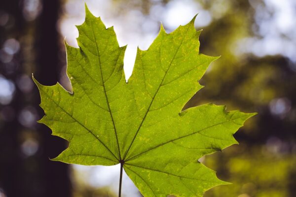 Unlocking the Magic of Maple Star: A Guide to its Benefits