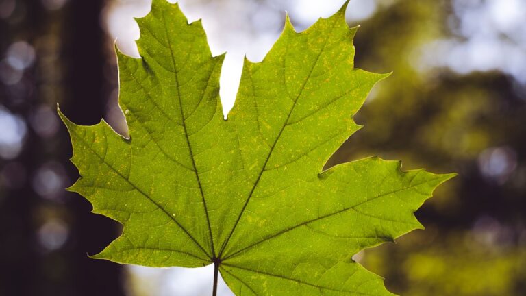 Unlocking the Magic of Maple Star: A Guide to its Benefits