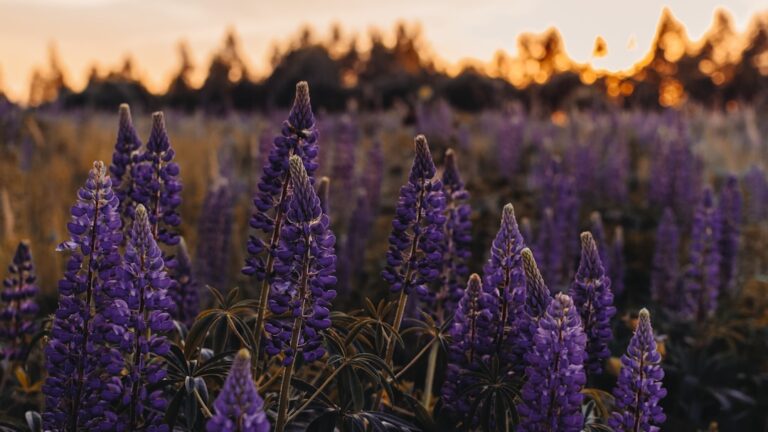 Can You Smoke Lavender? Exploring the Potential Risks and Benefits