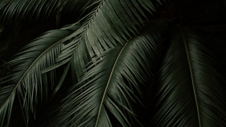 Bromelia: The Tropical Beauty of the Plant World