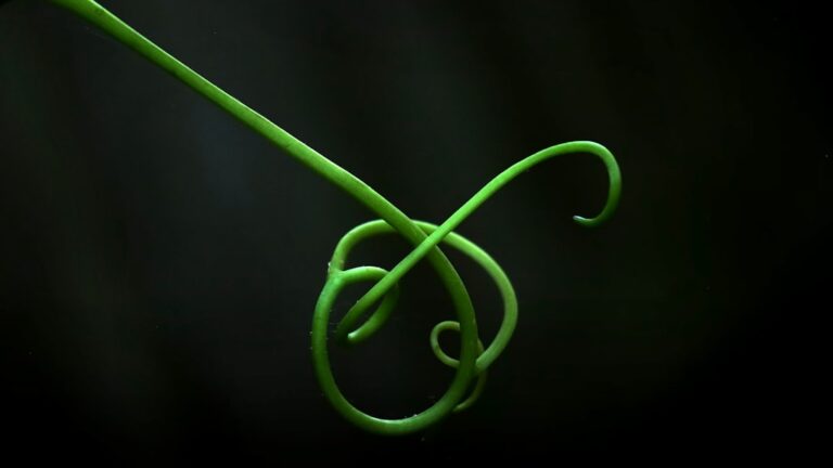 Unalome: The Spiritual Journey Symbol