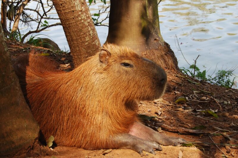 Exploring the Fascinating World of Capybaras
