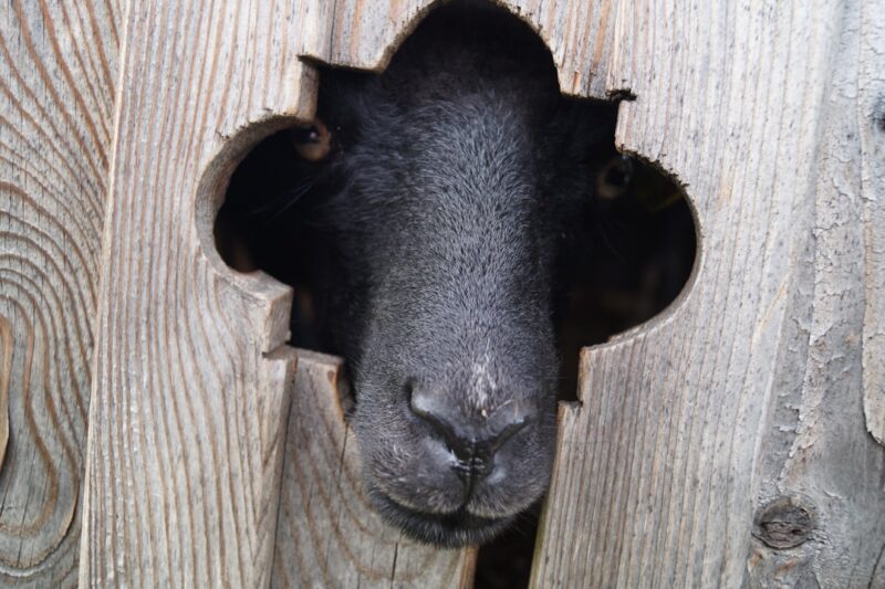 The Fascinating Adaptations of the Pig Nose